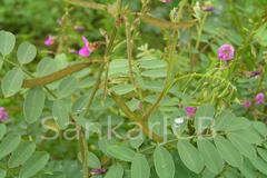 Tephrosia purpurea